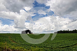 An agricultural field with a wood barn in a rural area of the State of Kentucky