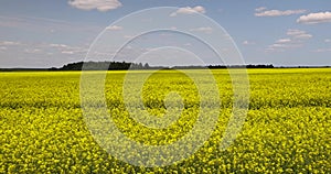 agricultural field with yellow flowering rapeseed