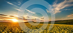 Agricultural field of yellow flowers, blooming canola on blue sunset sky and clouds