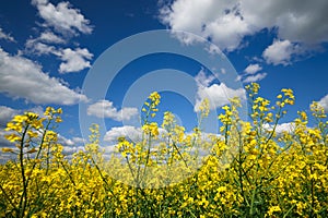 agricultural field with yellow rapeseed flowers, against a blue sky with white clouds, a bright spring landscape on a sunny day, a