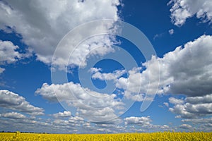agricultural field with yellow rapeseed flowers, against a blue sky with white clouds, a bright spring landscape on a sunny day, a