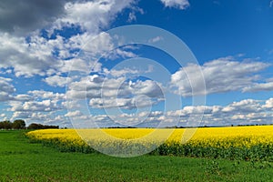 agricultural field with yellow rapeseed flowers, against a blue sky with white clouds, a bright spring landscape on a sunny day, a