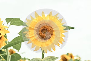 Agricultural field with yellow sunflower. Rural flower