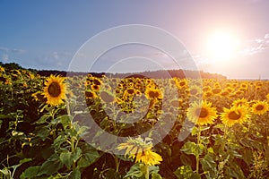 Agricultural field of yellow sunflowers under a blue sky with a bright sun.