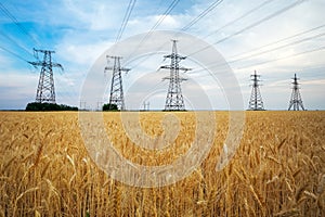 Yellow wheat and power lines