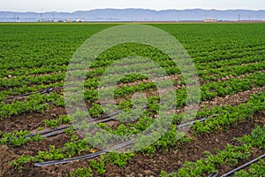 Agricultural field with young plants in a rows. Celery field, and irrigation system