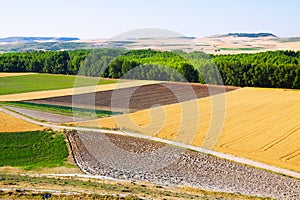 Agricultural fields