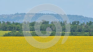 Agricultural fields with blooming sunflowers in Ukraine