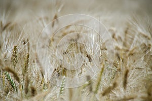 Agricultural fields with cereal crops photo