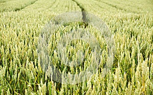 Agricultural fields with cereal crops photo