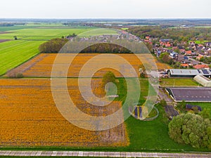 Agricultural fields coloured yellow through use of Glyphosate