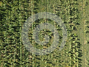 Agricultural fields in Dobrogea