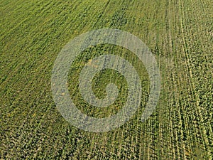 Agricultural fields in Dobrogea