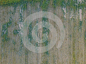 Agricultural fields in Dobrogea