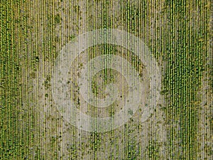 Agricultural fields in Dobrogea