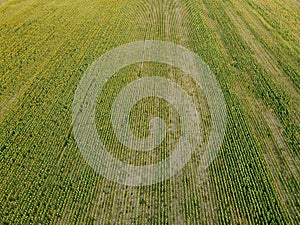 Agricultural fields in Dobrogea