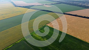 Agricultural fields Field with ripe wheat and other different agricultural crops