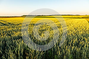 Agricultural fields full of grain and wheat with a golden color due to the sunset in the Riemst municipality