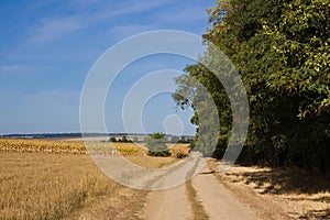 Agricultural fields with harvest, countryside road with dust during a drought, corn farm field and acacia forest windbreak