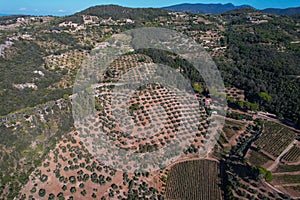 Areal view of land with olive trees, road and wine yards, farms of wine makers in Italia, Monte Argentario