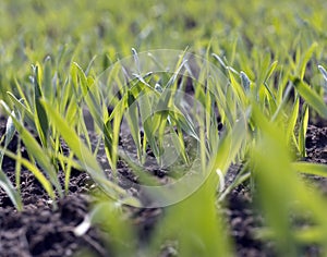 agricultural fields with a large number of young green cereal wheat as grass