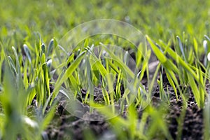 agricultural fields with a large number of young green cereal wheat as grass