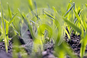 agricultural fields with a large number of young green cereal wheat as grass