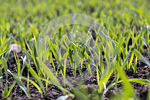 agricultural fields with a large number of young green cereal wheat as grass