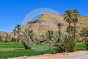 Agricultural fields, Morocco landscape