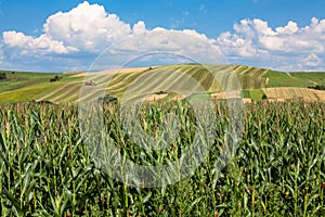 Agricultural fields