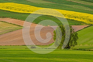 Agricultural fields in Roztocze. Poland.