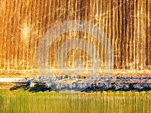 Agricultural fields. Top view. Dirt rural road and birch alley