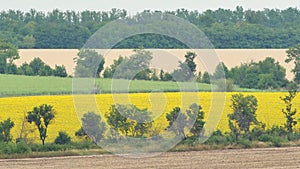 Agricultural fields in Ukraine where wheat and sunflowers are grown