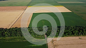 Agricultural fields. Yellow green fields ripe wheat, different green crops.