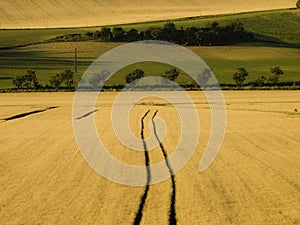 Agricultural filed with trees in a geometric forms