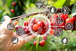 Agricultural Fruits Technology. Precision Farming System