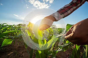 Agricultural Garden of Corn field, hand of farmer touches the leaves of young green corn growing and checks the sprouts, protect