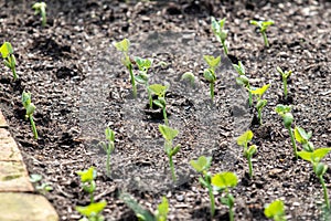 Agricultural garden on a home plot