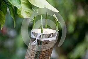 Agricultural grafting of citrus fruit trees