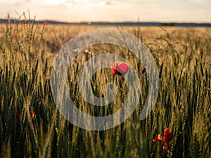 Agricultural grain field with red poppies during sunset