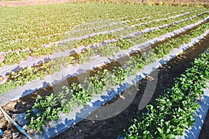 Agricultural green field in Thailand. Eating Healthy fruit.