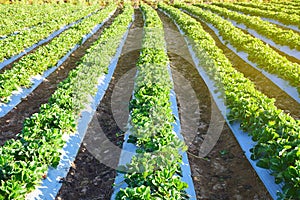 Agricultural green field in Thailand. Strawberry garden at winter.