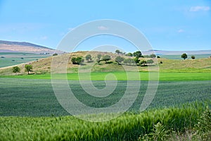 Agricultural green wheat and rye fields, displayed on layers, with a group of isolated trees on a hill in the distance.
