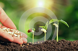 Agricultural hand nurturing fertilizer plant growing step on soil in garden