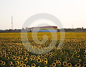 Agricultural hangar on a background of sunflower fields with blooming flowers