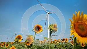Agricultural harmony: wind turbines generating renewable power in sunflower-filled landscapes
