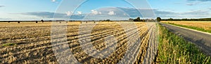 Agricultural hay field with bales and road. Sunset light and blue sky. Panoramic view.