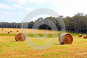 Agricultural haybales landscape, rural Australia