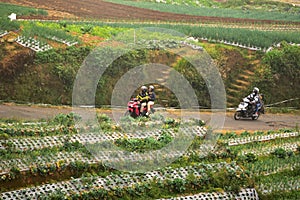 Agricultural in the height of mountain