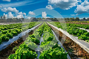 Agricultural industry. Growing salad lettuce on field with blue sky